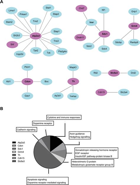 Protein Protein Interaction Ppi Analysis With Differentially