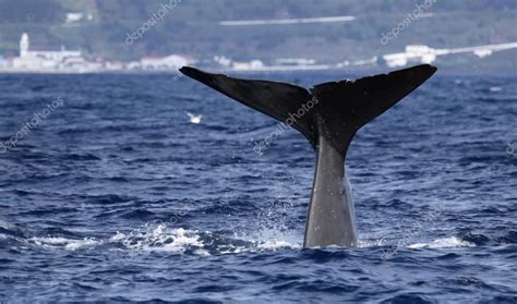 Whale watching Azores islands 02 — Stock Photo © hdamke #13646311