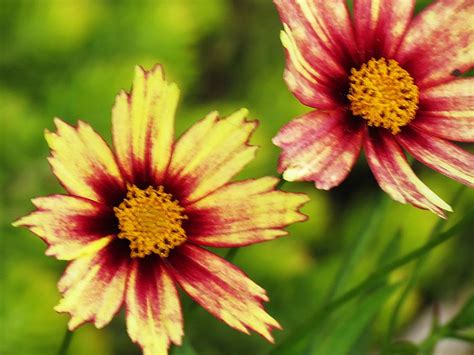 Colorful Daisies Photograph By Mtbobbins Photography Fine Art America