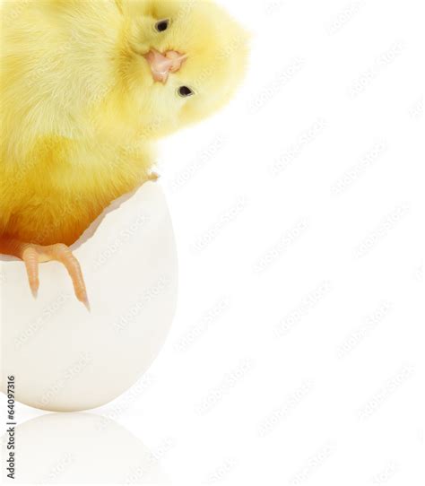 Cute little chicken coming out of a white egg Stock Photo | Adobe Stock