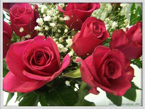 🔥 [50+] Valentine Roses Wallpapers | WallpaperSafari