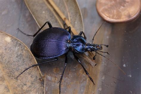 Snail Eating Beetles From Carter County Tn Usa On July At