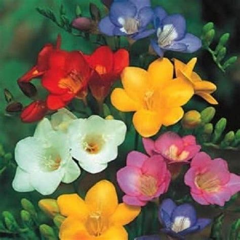 Freesia Hybrida Royal Champion Mix﻿ Patio Lawn And Garden