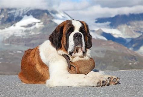 Five Fun Facts About the St. Bernard | PetMD