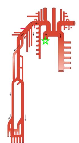 Arteries Veins And Pulse Points Flashcards Quizlet