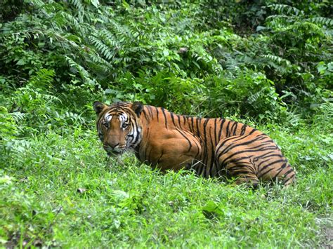 Number Of Tigers In The Wild Rises For First Time In Over 100 Years