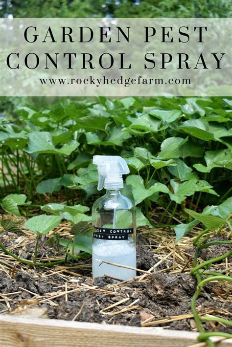 All Natural Easy Diy Garden Pest Conrol Spray For Insects And Bugs