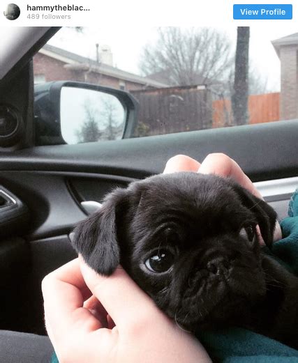 Meet 10 of the Best Pugs on Instagram Right Now