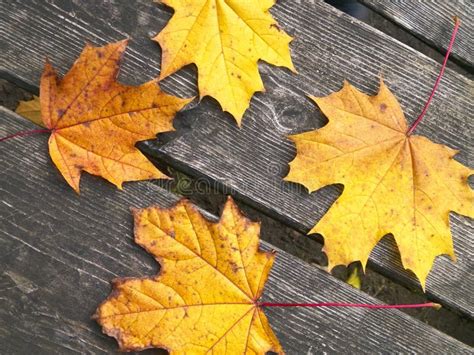 Autumn Leaves On Wood As Nature Background Stock Image Image Of