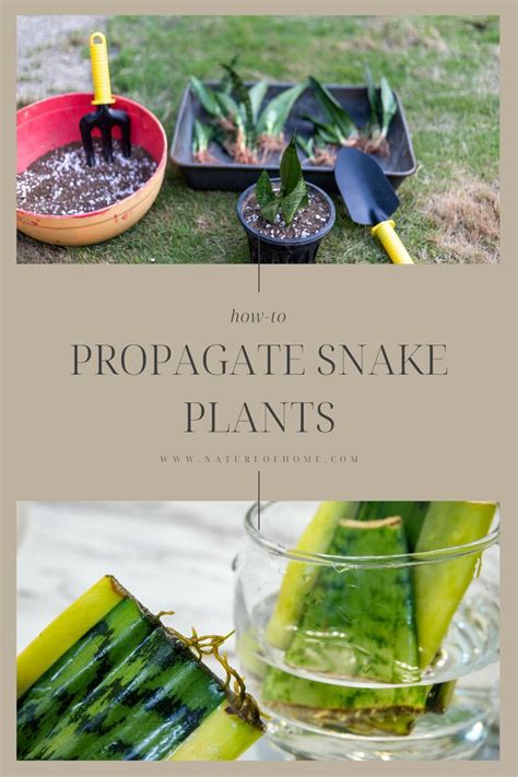 How To Propagate Snake Plants Super Simple Methods