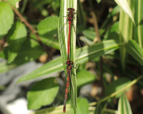 Large Red Damselfly Pyrrhosoma Nymphula Pair A Pair Of L Flickr