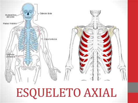 Esqueleto Axial Y Apendicular - abstractor 