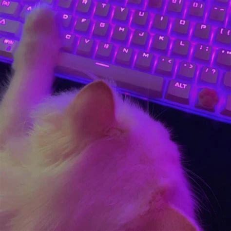 A White Cat Laying On Top Of A Keyboard In Front Of A Purple Key Board