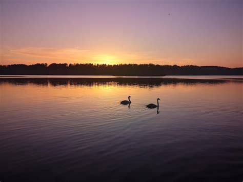 Dos Cisnes Nadan En Un Lago Con Una Puesta De Sol De Fondo Foto Premium