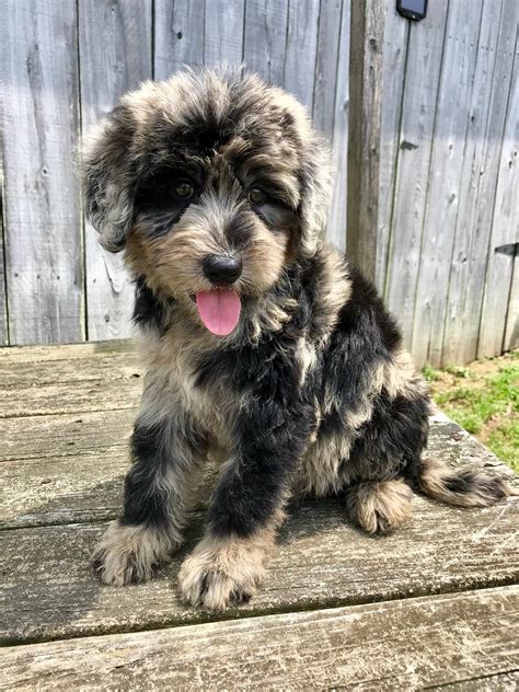 Jazzy x Burke German Shepaussiedoodle Litter DOB 3/29/2019 Photos