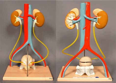 Anatomy Physiology II Lab Final Exam Standing Urinary Model