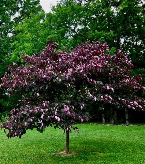 Purple Leaf Redbud | Goodlettsville, TN - Official Website