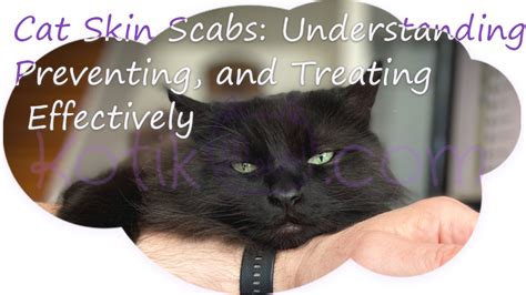 Cat Skin Scabs Understanding Preventing And Treating Effectively