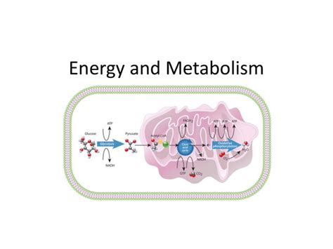 Energy and Metabolism