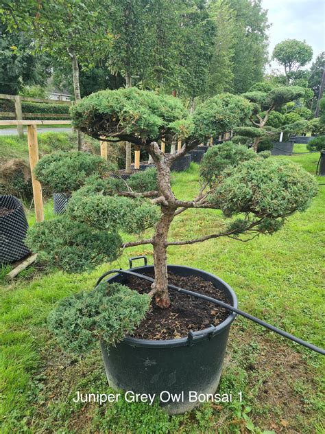 Juniper Grey Owl Specimen Bonsai Caragh Nurseries