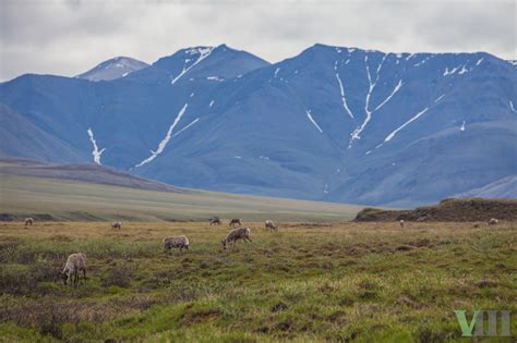 Victory Another Year Passes With No Arctic Refuge Drilling Leases