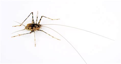 Spider Crickets Are Real, And Here's Why You Don't Want Them In Your ...