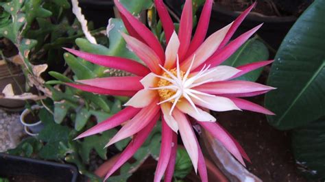 Como plantar cactus epifitos en casa Esquejes de cactus orquídea