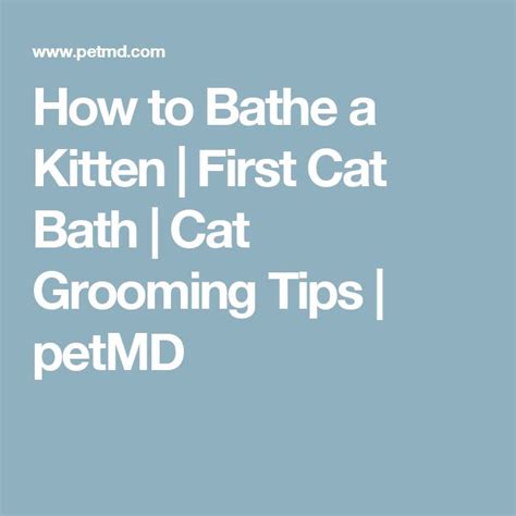 How To Bathe A Kitten First Cat Bath Cat Grooming Tips PetMD