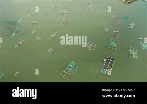 Fish Farm With Cages For Fish And Shrimp On The Lake Taal Top View