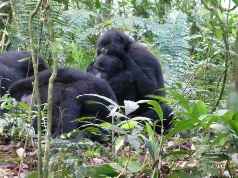 Mating and reproduction in gorillas