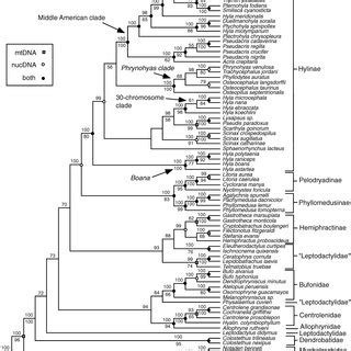 Phylogeny Of Hylid Frogs Based On Combined Molecular And Morphological