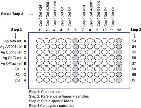 Diagram Depicting The Layout Of The Plate Used For Typing Elisa Cap