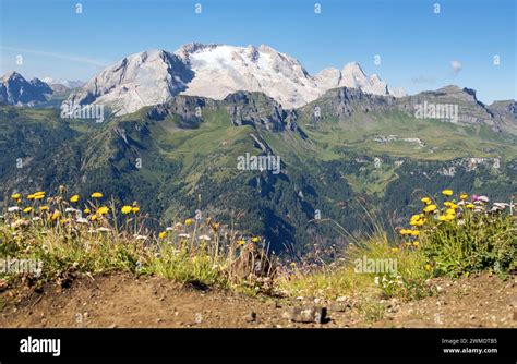 View Of Mount Marmolada Peak With Flowers The Highest Mount Of