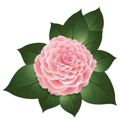 Royalty Free Camellia Clip Art Vector Images And Illustrations Istock