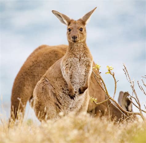 Get To Know The Kangaroo Wildest