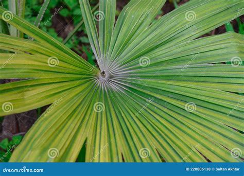 Anahaw Leaf , Commonly Known As Fan Palm , a Tropical Palm Stock Photo ...