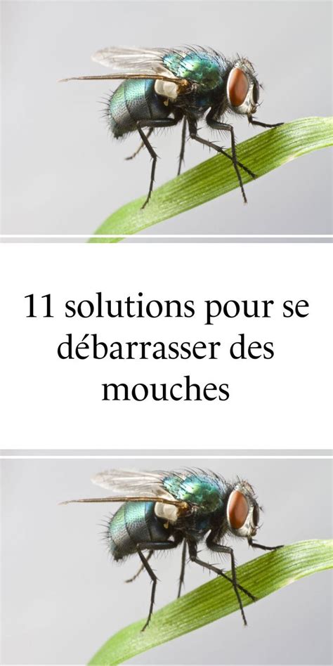 11 solutions pour se débarrasser des mouches Faire fuir les mouches