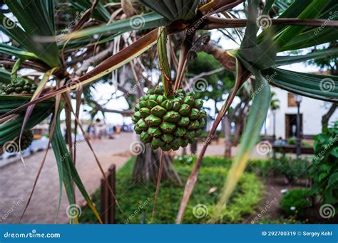 The Green Fruit of Pandanus Utilis Stock Image - Image of common, green ...