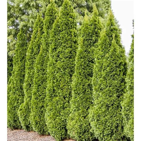 Spring Hill Nurseries Emerald Green Upright Arborvitae Potted Evergreen ...