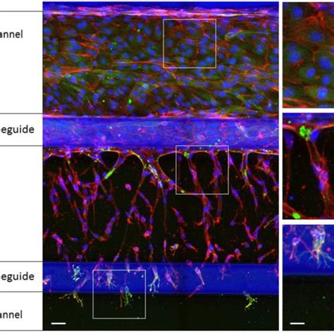 Endothelial Cell Differentiation Tip Cell Stalk Cell And Phalanx