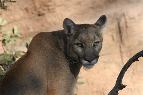 Eastern cougar extinct, feds say - Adirondack Explorer