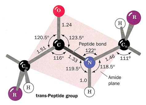 What Is The Peptide Bond