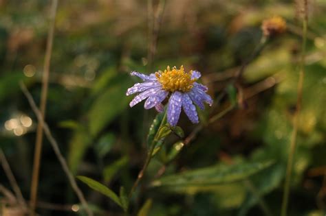 Purple Flower Aster Meadow - Free photo on Pixabay - Pixabay