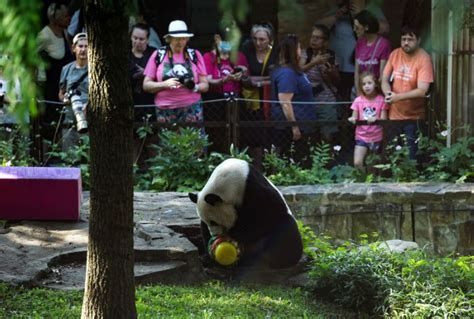 15 Reasons Pandas are Making a Comeback to American Zoos - Housely