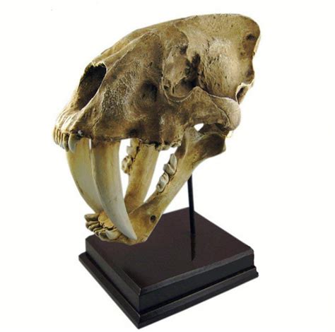 Buy Dlll Resin High Simulation Americas Saber Toothed Tiger Skull