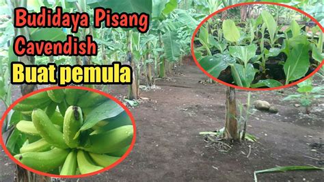 Cara Budidaya Pisang Cavendish Buat Pemula Youtube