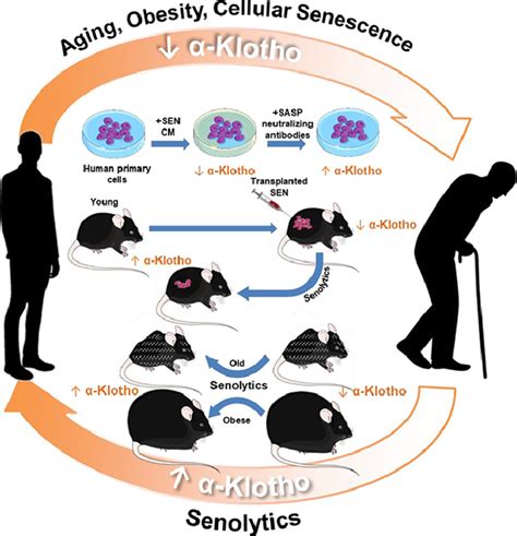 Orally Active Clinically Translatable Senolytics Restore α Klotho In