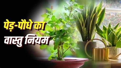 Vastu Tips घर में पेड़ पौधे लगाना आपको भी है पसंद तो यहां जाने बेल वाले पौधों को घर की किस