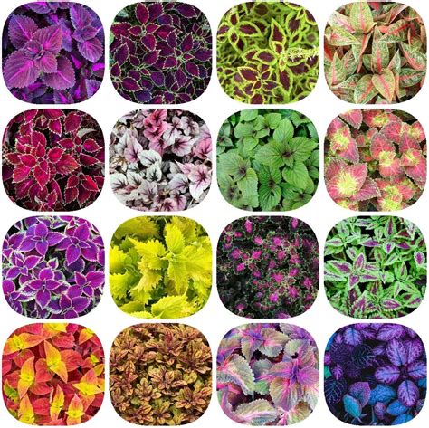 300 Buntnessel Samen Blumensamen Coleus Canina Pflanze Winterharte