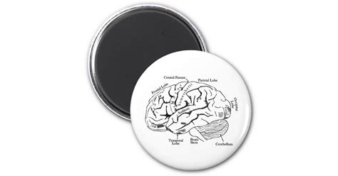 Human Brain Magnet Zazzle